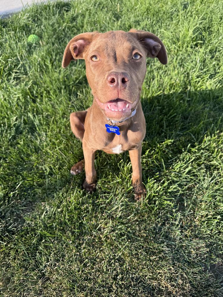 Navy, Adoptable, Puppy Female Pit Bull Terrier.