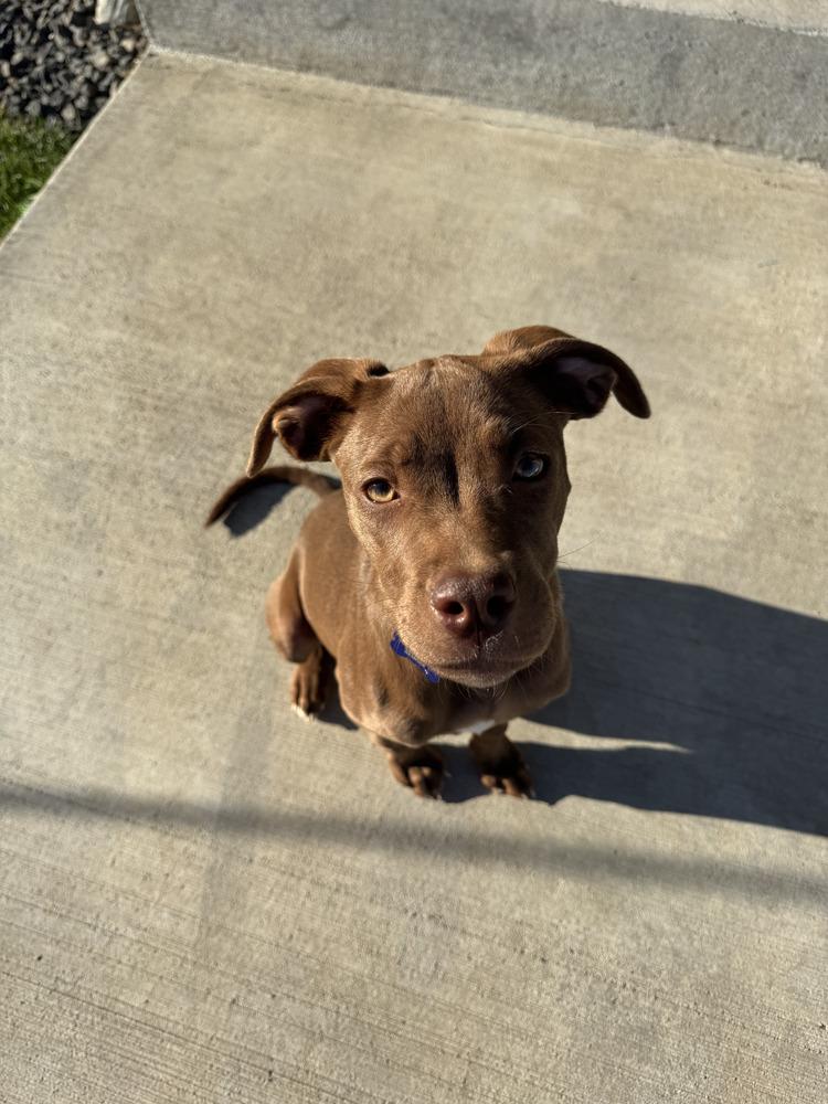 Enlarge Navy, a Adoptable mixed breed in Rathdrum, ID image 2/6