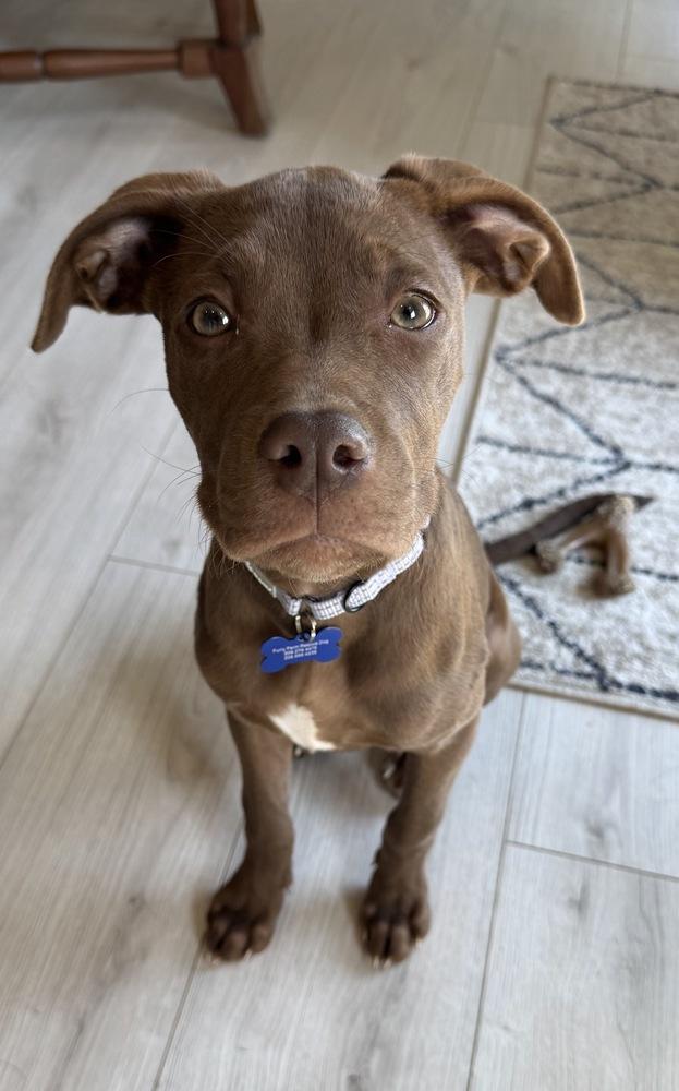 Enlarge Navy, a Adoptable mixed breed in Rathdrum, ID image 3/6