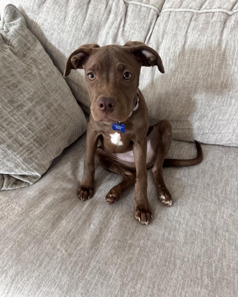 Enlarge Navy, a Adoptable mixed breed in Rathdrum, ID image 5/6