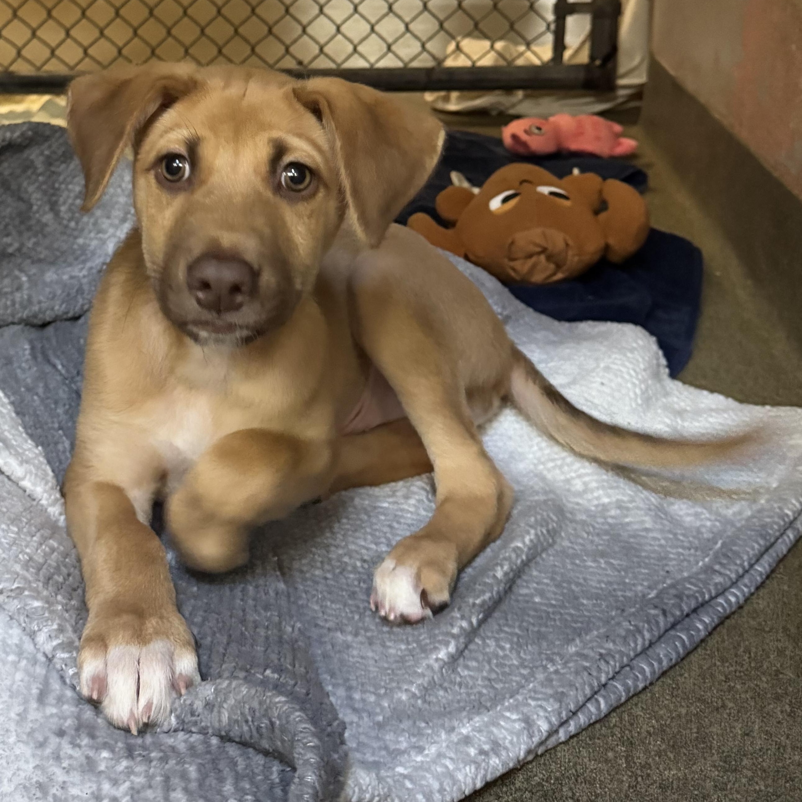 Enlarge Woody 9685, a ADOPTABLE Mixed Breed in Boca Raton, FL image 1/1