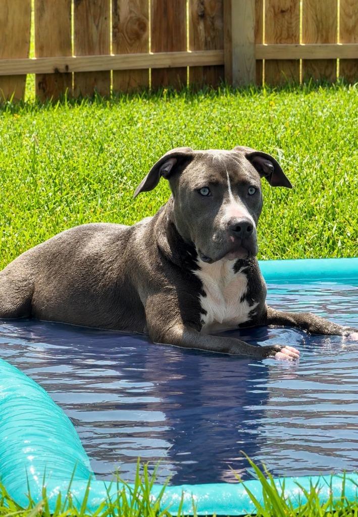 Enlarge Daisy, a Adopted mixed breed in Centralia, IL image 1/1