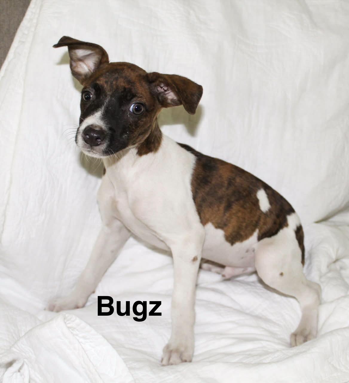 Bugz, Adopted, Puppy Male Jack Russell Terrier.
