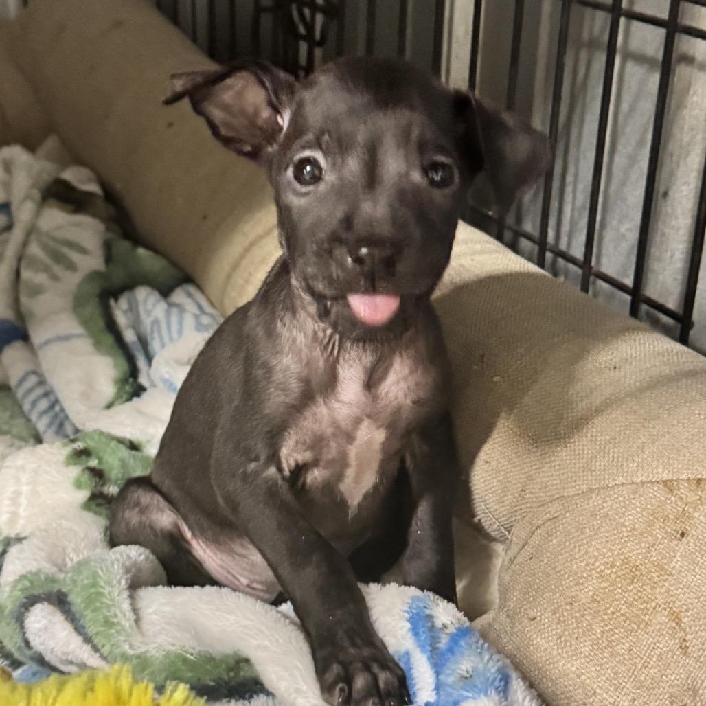 Enlarge Willow, a Adoptable Pit Bull Terrier in Pinson, TN image 2/4