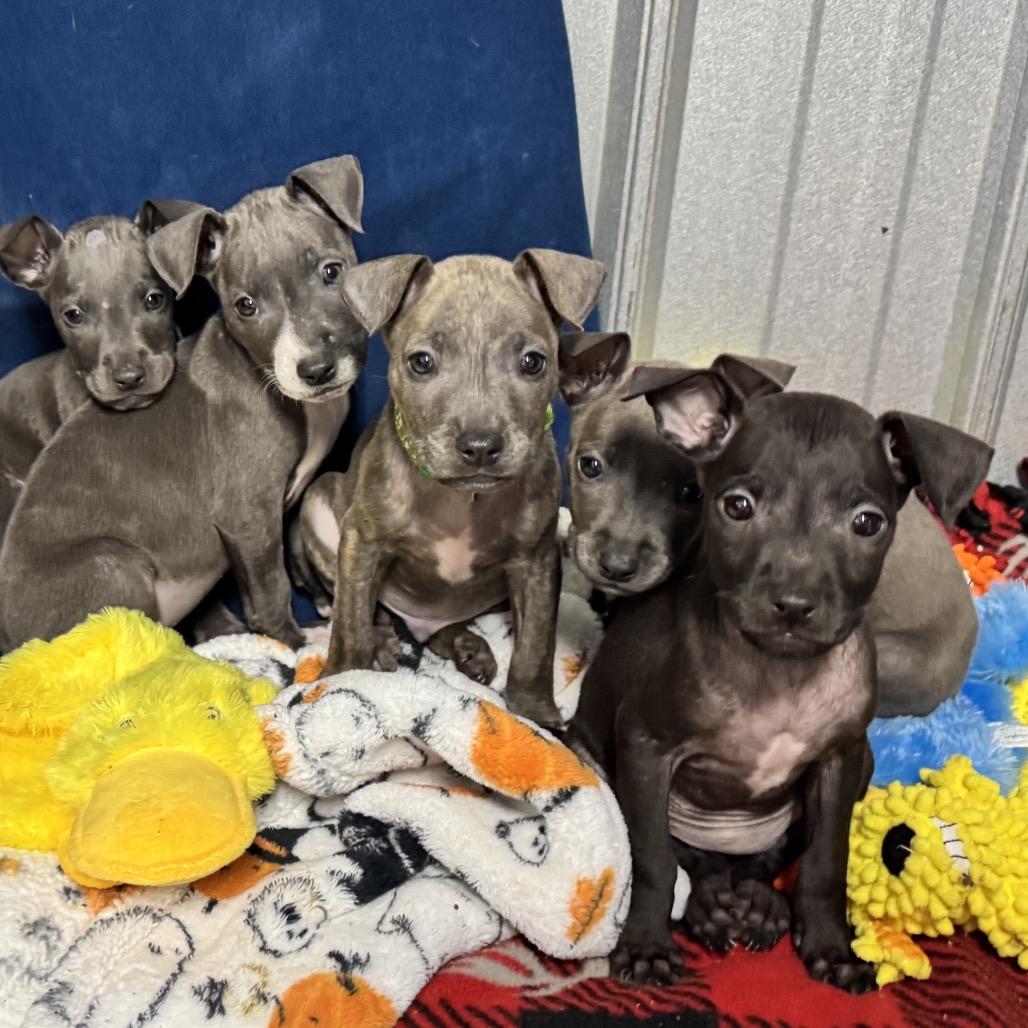 Enlarge Willow, a Adoptable Pit Bull Terrier in Pinson, TN image 4/4