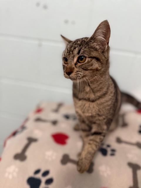 Enlarge Tinker, a Adoptable Domestic Medium Hair in Oakdale, CA image 1/3