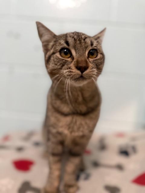 Enlarge Tinker, a Adoptable Domestic Medium Hair in Oakdale, CA image 2/3