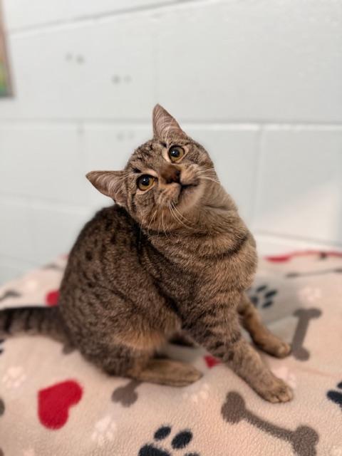 Enlarge Tinker, a Adoptable Domestic Medium Hair in Oakdale, CA image 3/3