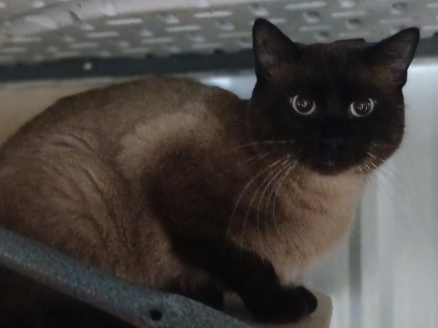 Enlarge 506612, a ADOPTABLE Siamese in Lees Summit, MO image 1/1