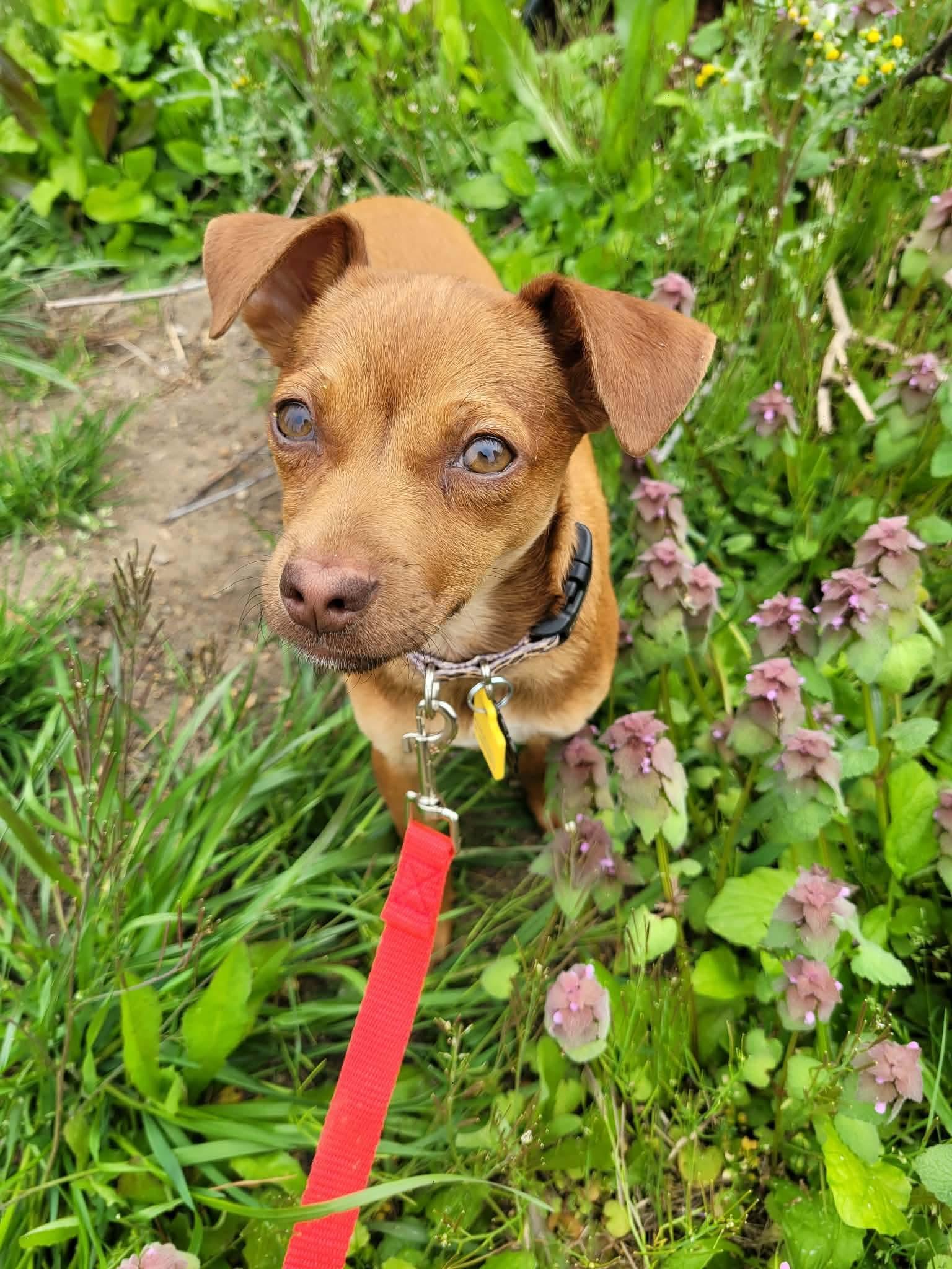 Flamingo, adopted, Puppy Female Chihuahua.