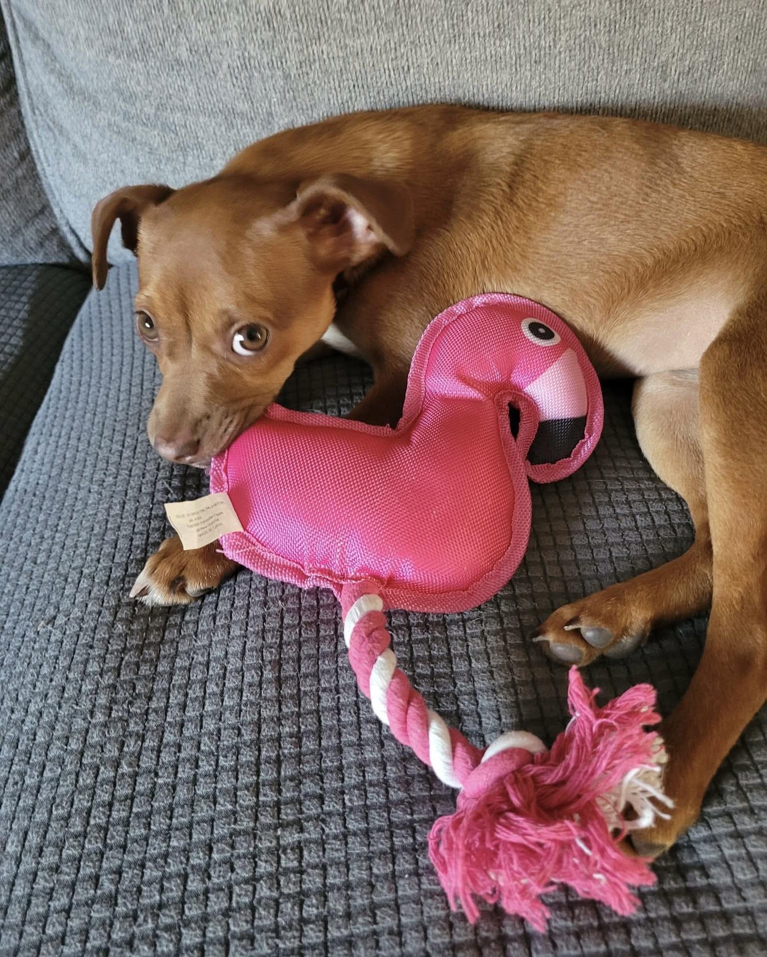 Enlarge Flamingo, an adopted mixed breed in Beavercreek, OR image 4/6