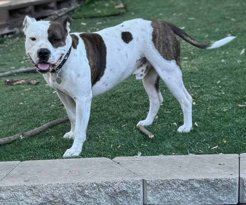 Brick, Adoptable, Adult Male American Staffordshire Terrier.