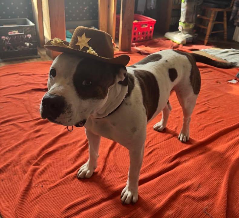 Enlarge Brick, a Adoptable American Staffordshire Terrier in Creston, IA image 2/6