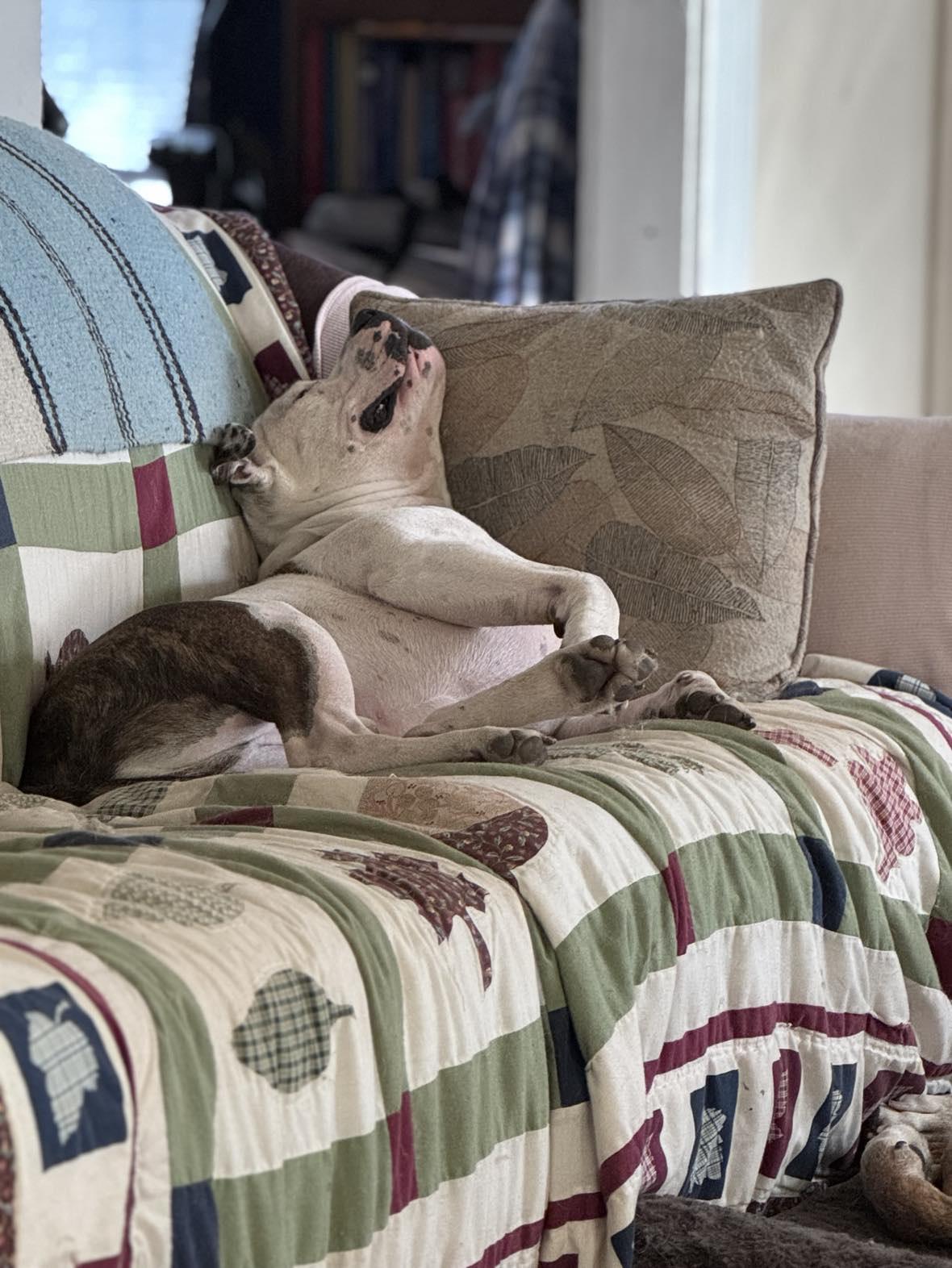 Enlarge Brick, a Adoptable American Staffordshire Terrier in Creston, IA image 4/6