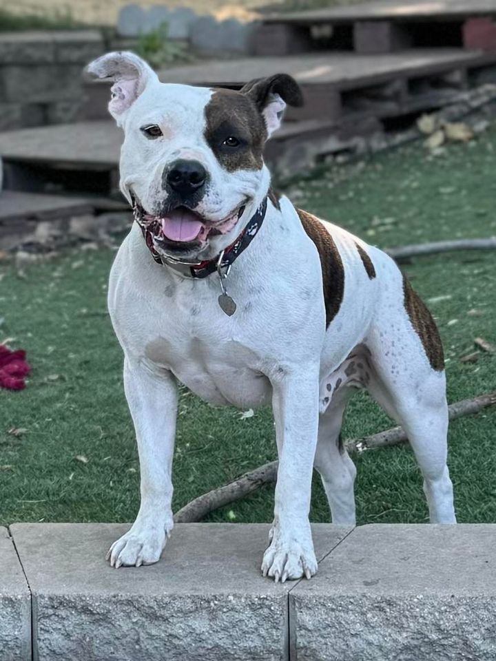 Enlarge Brick, a Adoptable American Staffordshire Terrier in Creston, IA image 3/6