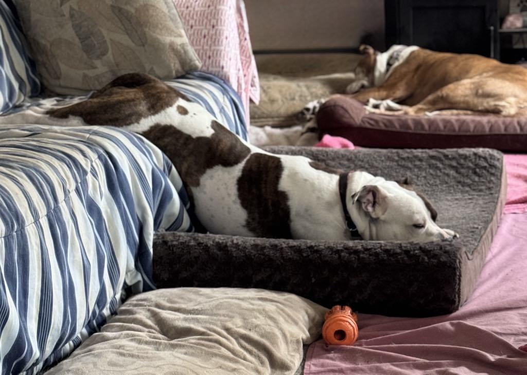 Brick, Adoptable, Adult Male American Staffordshire Terrier.