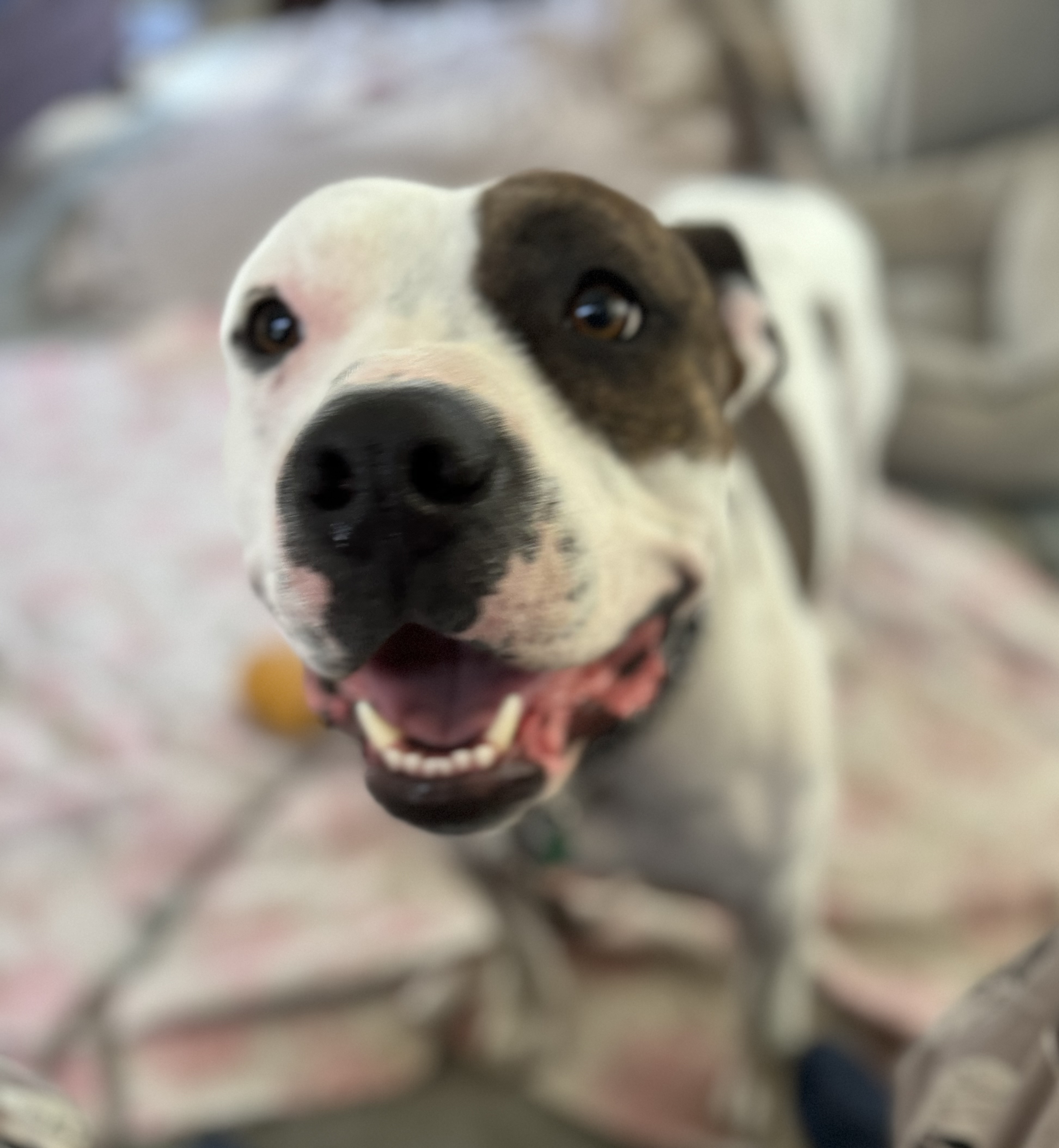 Enlarge Brick, a Adoptable American Staffordshire Terrier in Creston, IA image 5/6