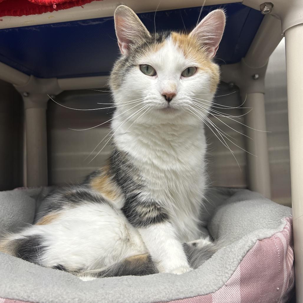 Mary Ellen, a Adoptable Domestic Long Hair in Detroit Lakes, MN image 1/3