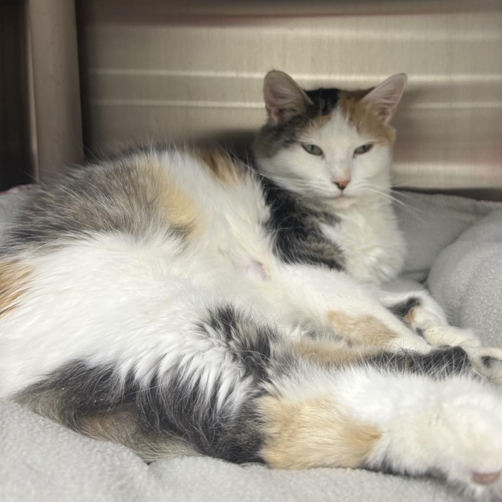 Mary Ellen, a Adoptable Domestic Long Hair in Detroit Lakes, MN image 2/3