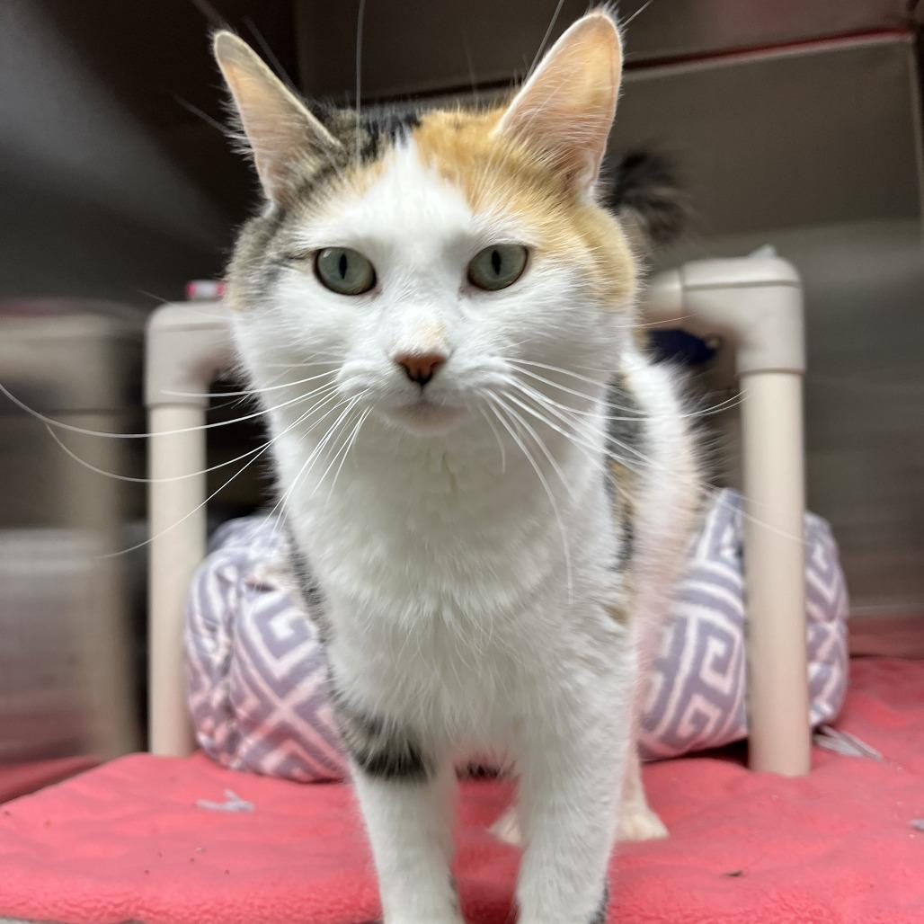 Mary Ellen, a Adoptable Domestic Long Hair in Detroit Lakes, MN image 3/3
