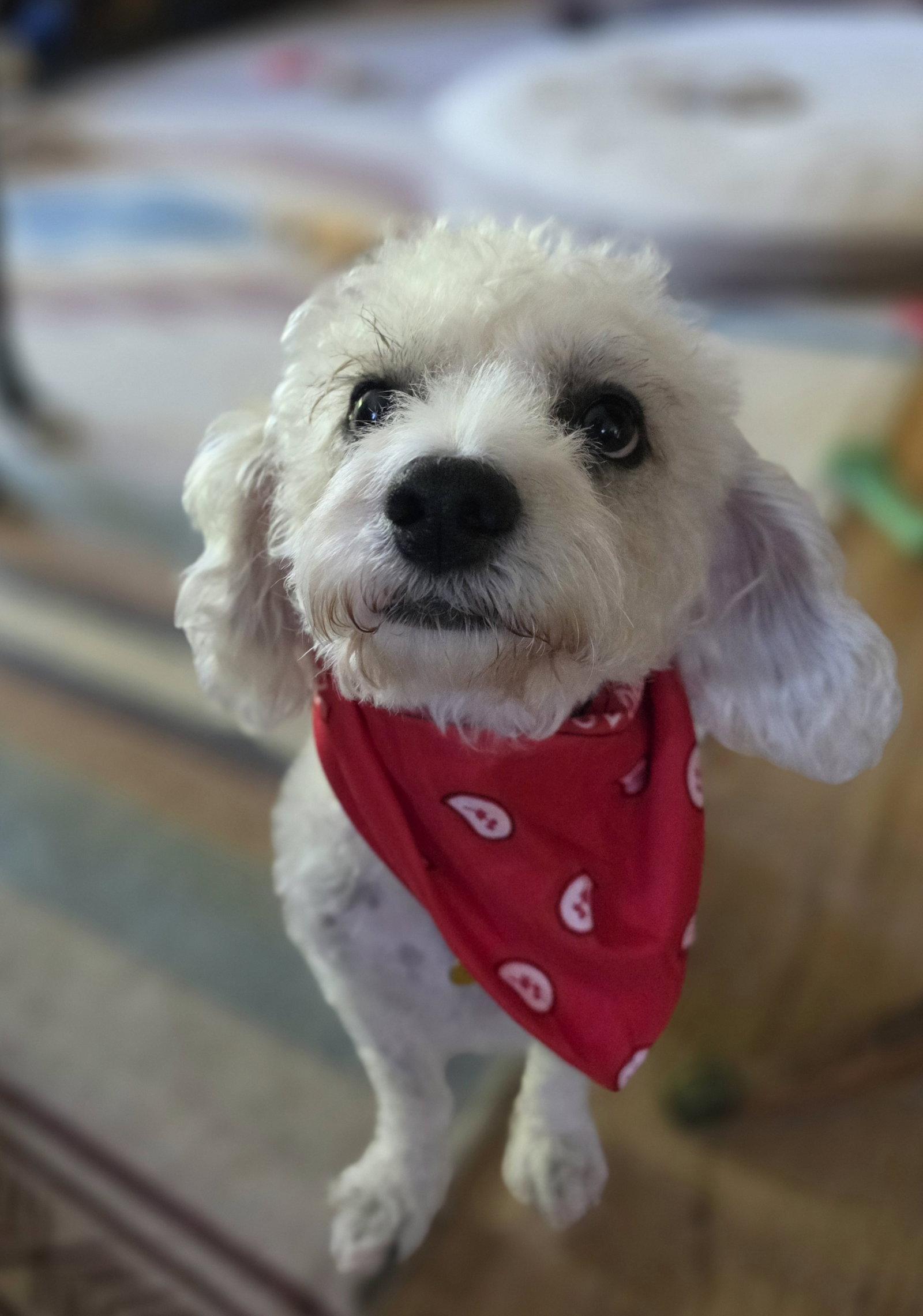 Arturo Sol, Adopted, Adult Male Poodle.