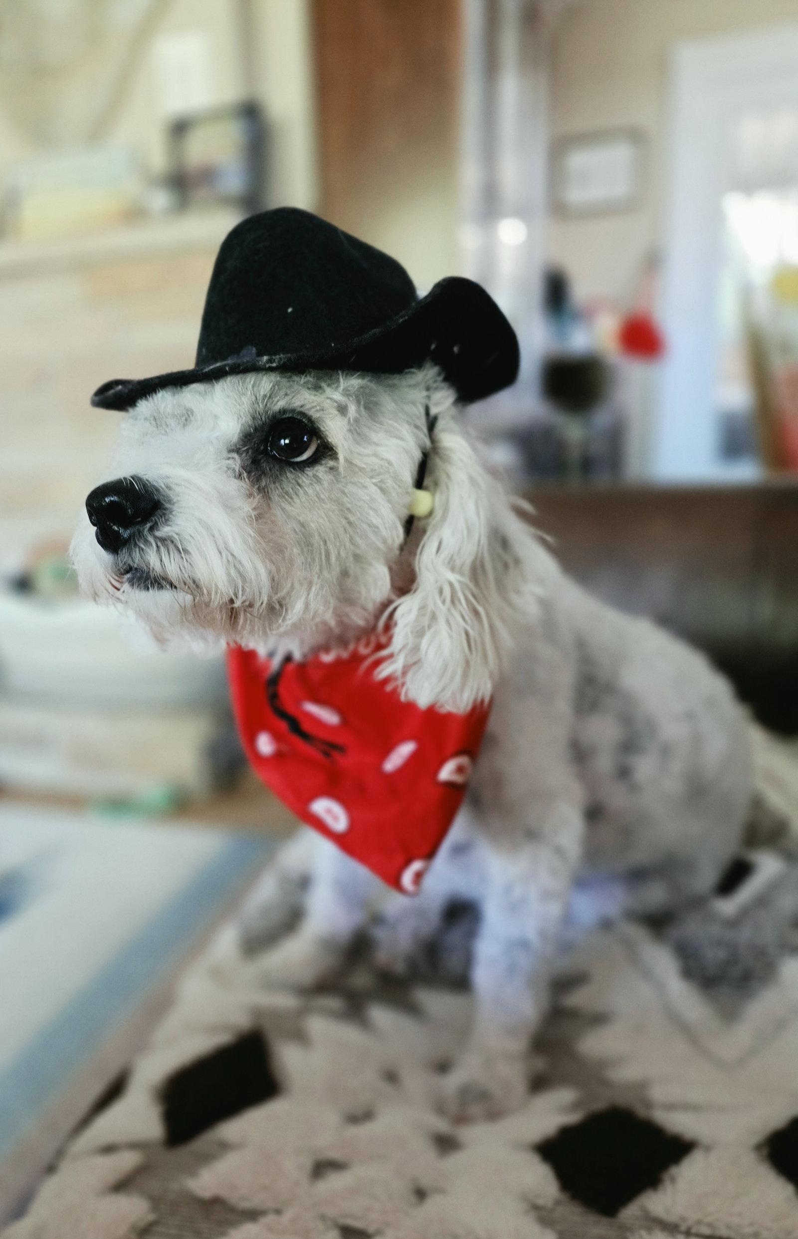 Enlarge Arturo Sol, a Adopted Poodle in Salt Lake City, UT image 2/3