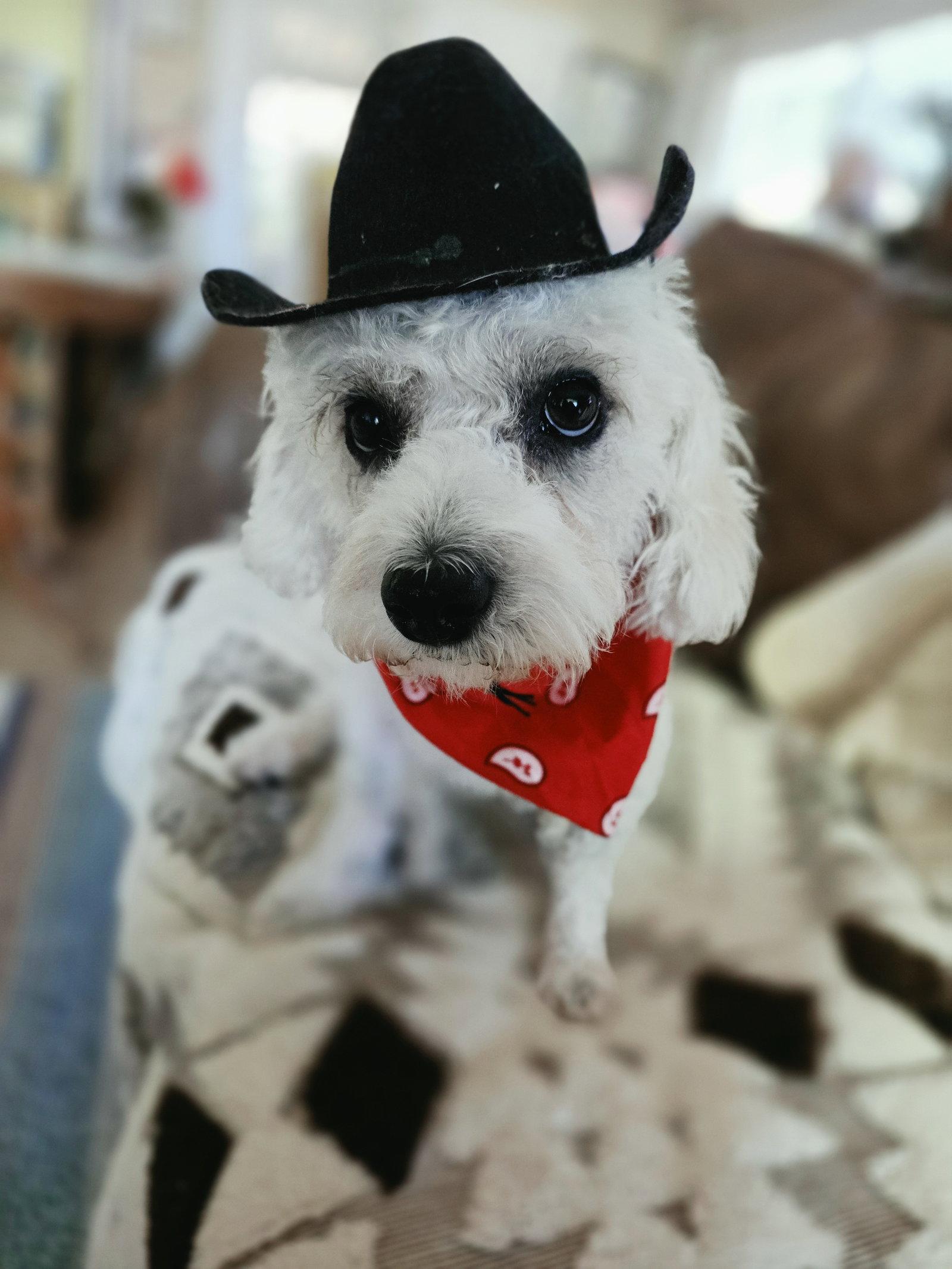 Enlarge Arturo Sol, a Adopted Poodle in Salt Lake City, UT image 3/3