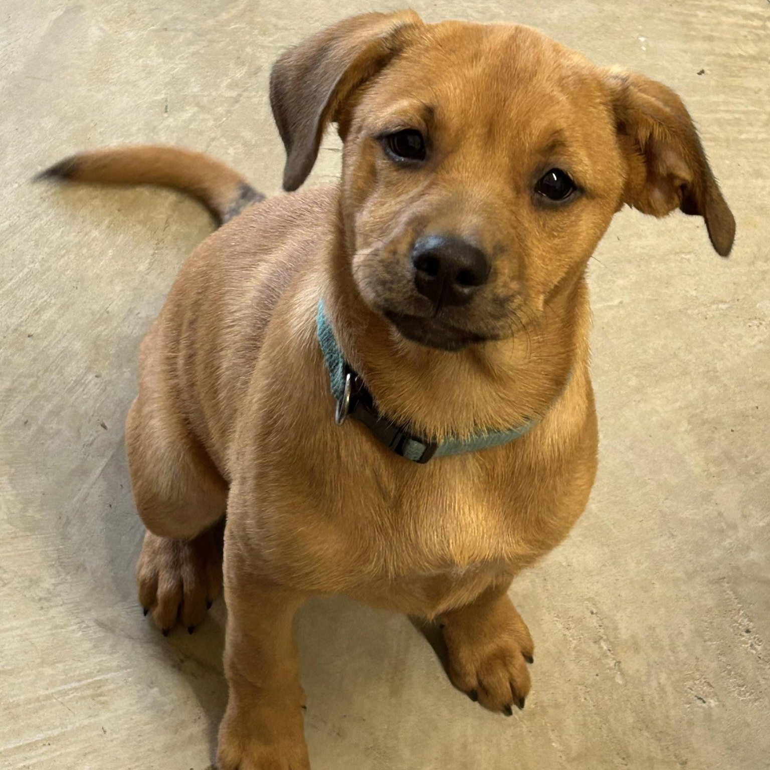 Bambi, an adopted mixed breed in White Marsh, MD image 3/6
