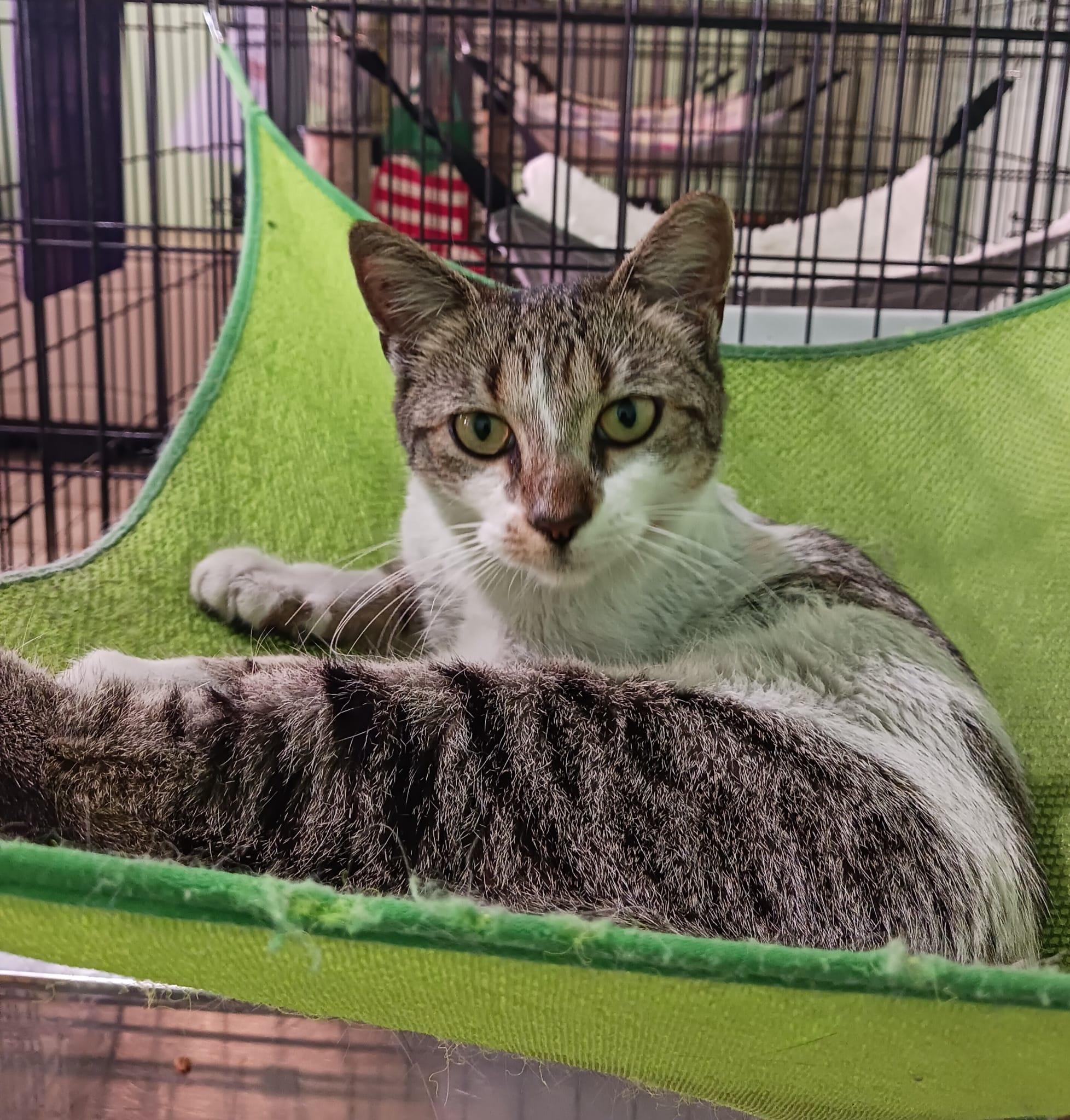 Sue, a Adoptable Domestic Short Hair in Manchester, NH image 3/6