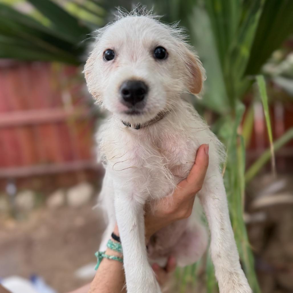 Ace, Adoptable, Puppy Male Terrier & Mixed Breed.