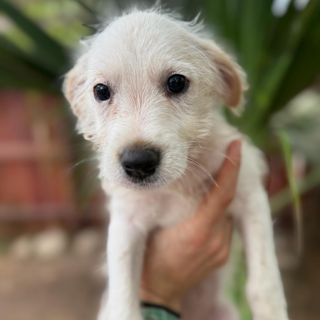 Enlarge Ace, a Adoptable mixed breed in San Diego, CA image 2/6