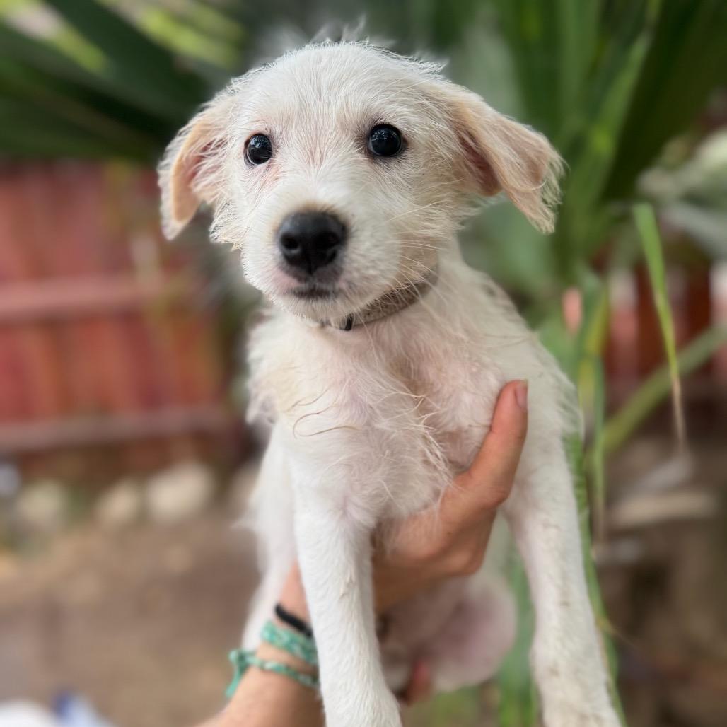 Enlarge Ace, a Adoptable mixed breed in San Diego, CA image 3/6