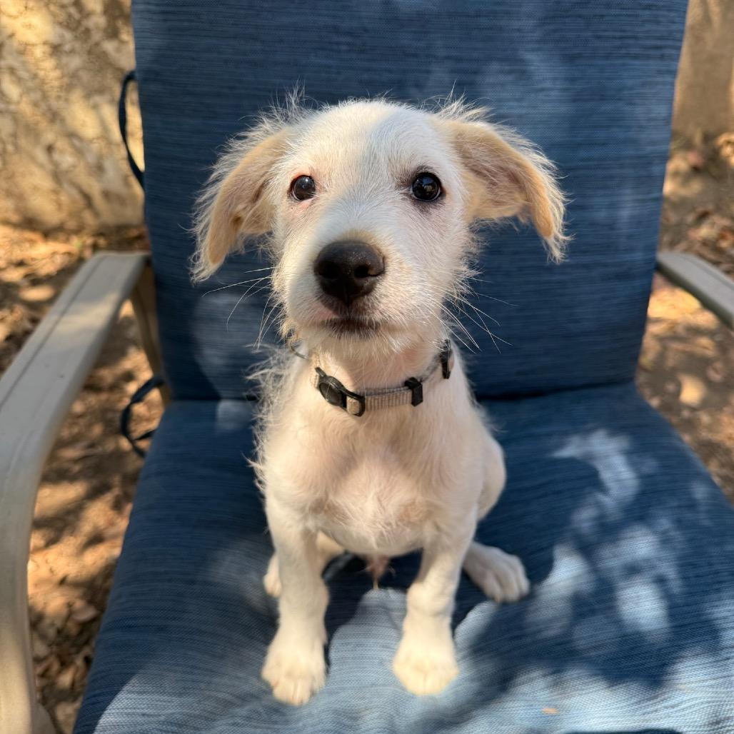 Enlarge Ace, a Adoptable mixed breed in San Diego, CA image 4/6