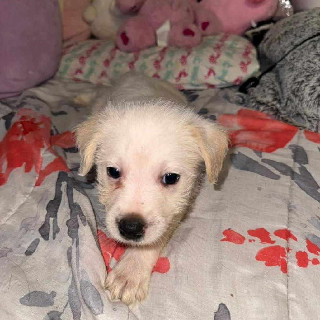 Enlarge Ace, a Adoptable mixed breed in San Diego, CA image 5/6