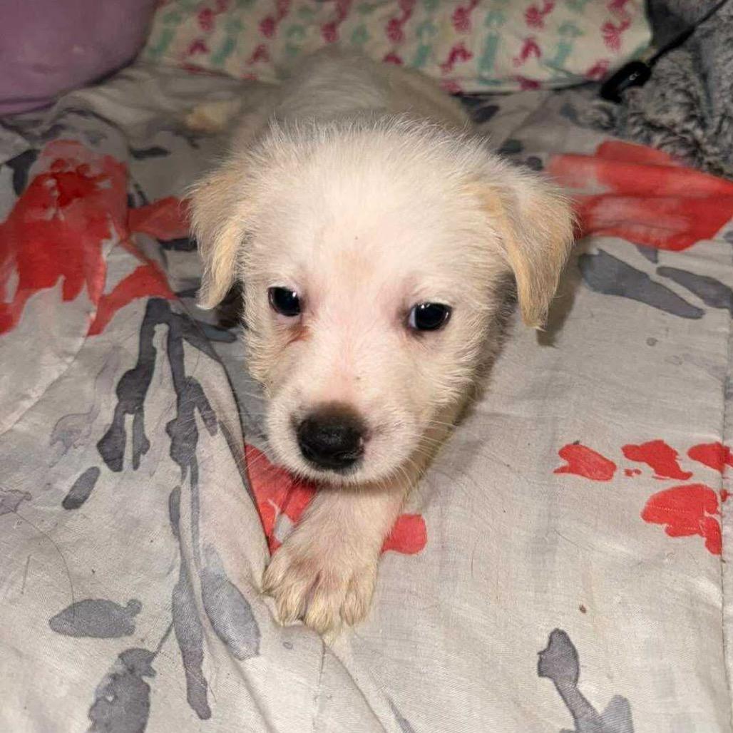 Enlarge Ace, a Adoptable mixed breed in San Diego, CA image 6/6