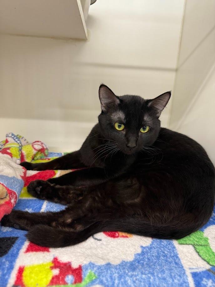 Enlarge Maverick, a Adoptable mixed breed in Sapulpa, OK image 1/1