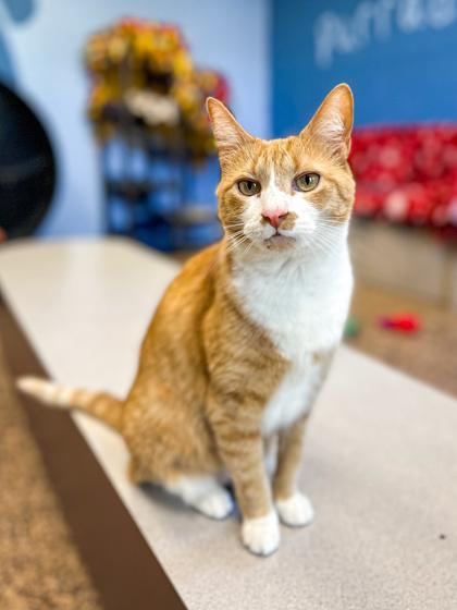 Enlarge Clemintine, a Adoptable Domestic Short Hair in Jamestown, NY image 1/3