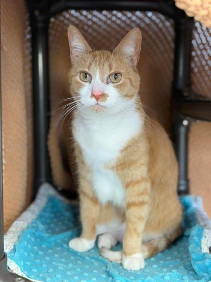 Enlarge Clemintine, a Adoptable Domestic Short Hair in Jamestown, NY image 1/3