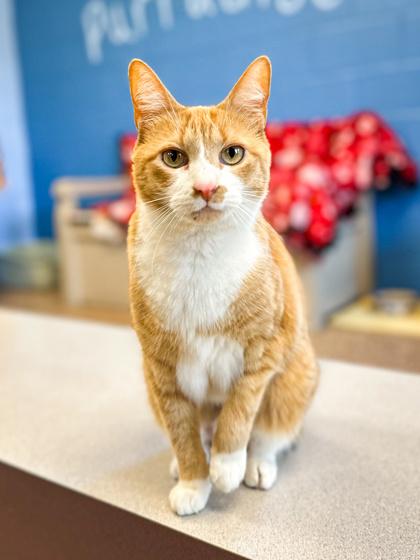 Enlarge Clemintine, a Adoptable Domestic Short Hair in Jamestown, NY image 2/3