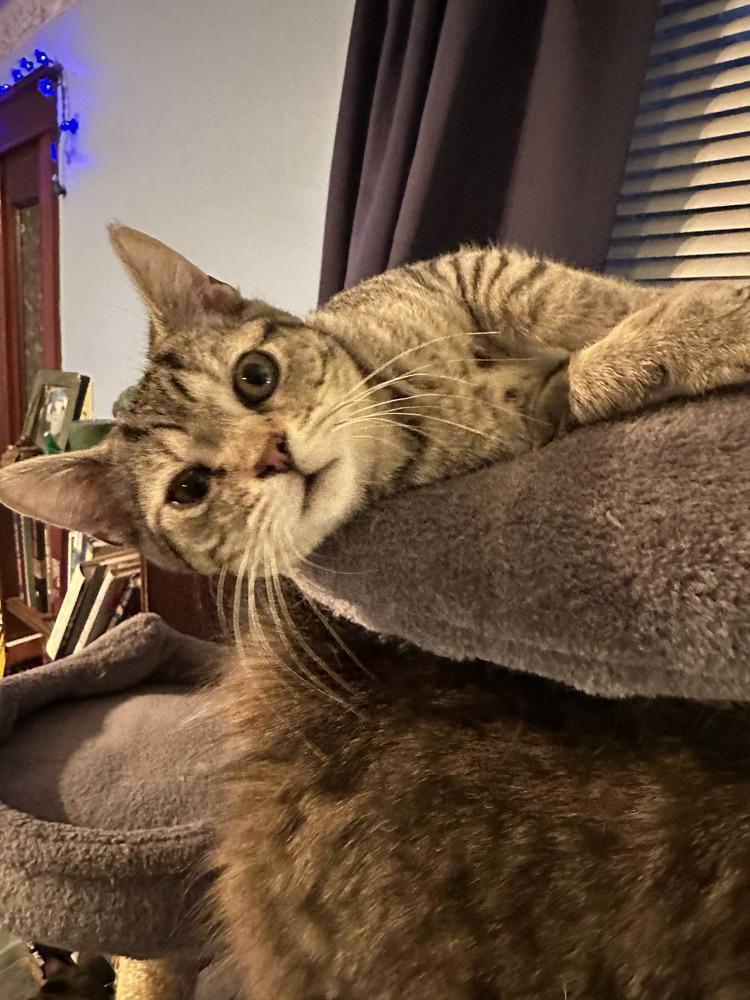 Skylar, Adoptable, Kitten Female Domestic Short Hair.