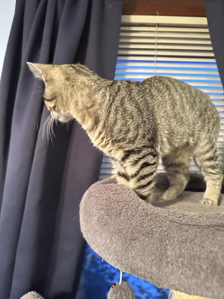 Enlarge Skylar, a Adoptable mixed breed in East Greenville, PA image 3/4