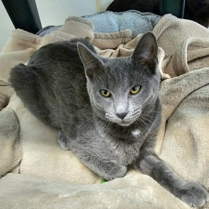 Enlarge Vega, an adopted Domestic Short Hair in Waynesville, NC image 1/2