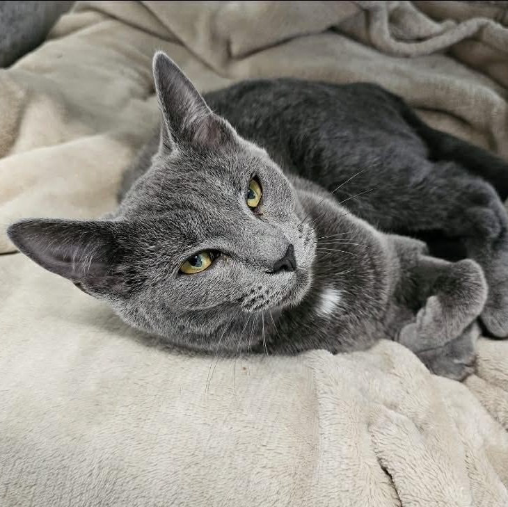 Enlarge Vega, an adopted Domestic Short Hair in Waynesville, NC image 2/2