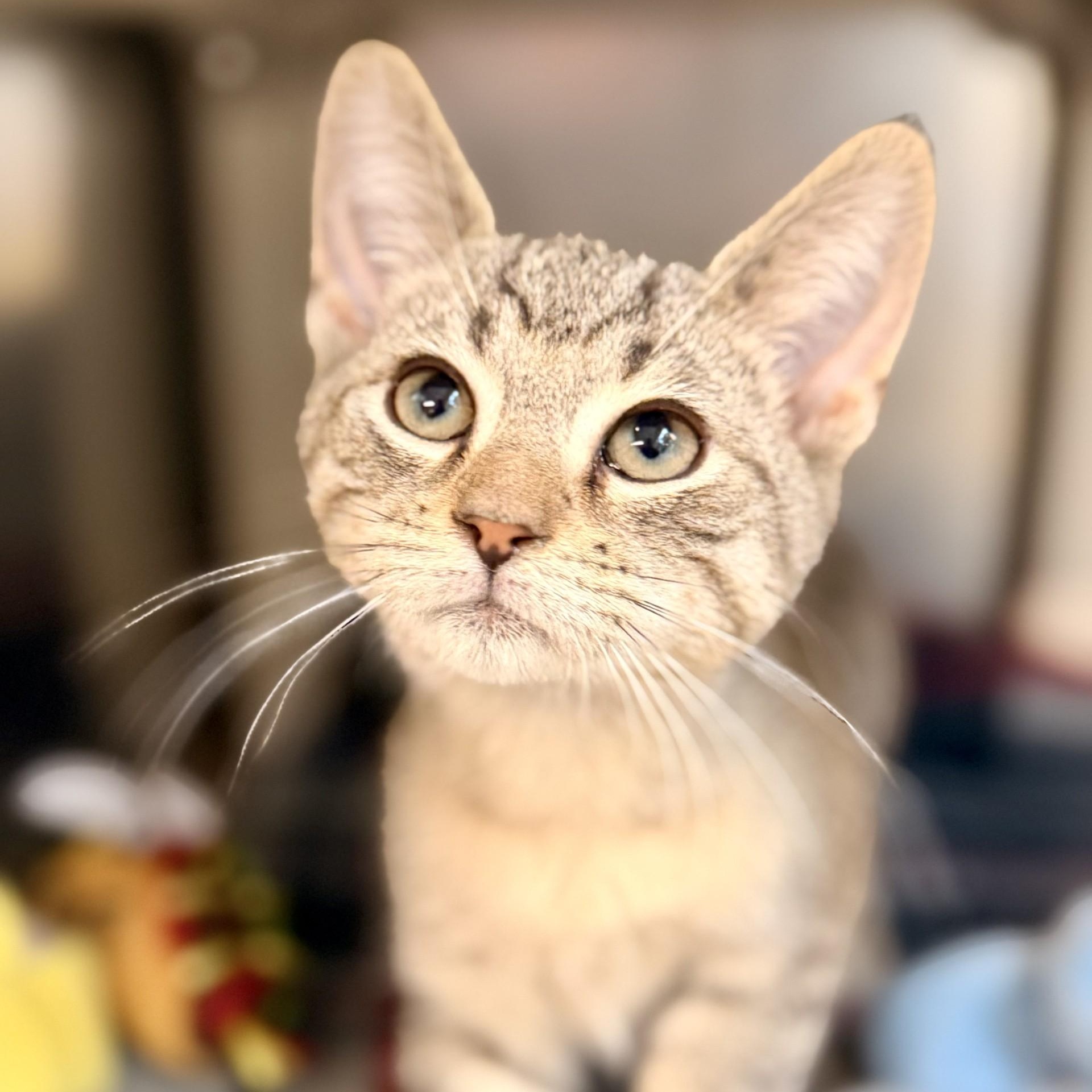 Echo photo