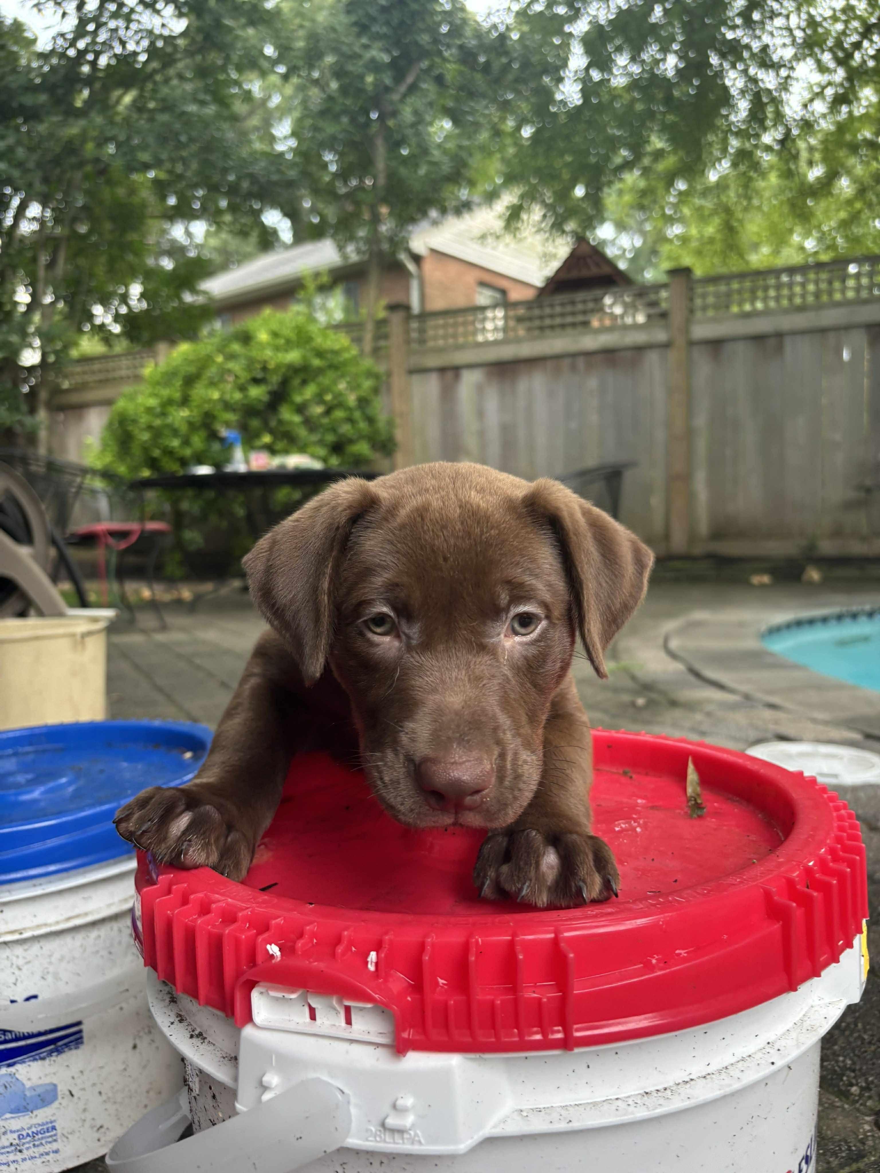 Enlarge Beautiful Brownie, an adopted Chocolate Labrador Retriever in Reston, VA image 2/3