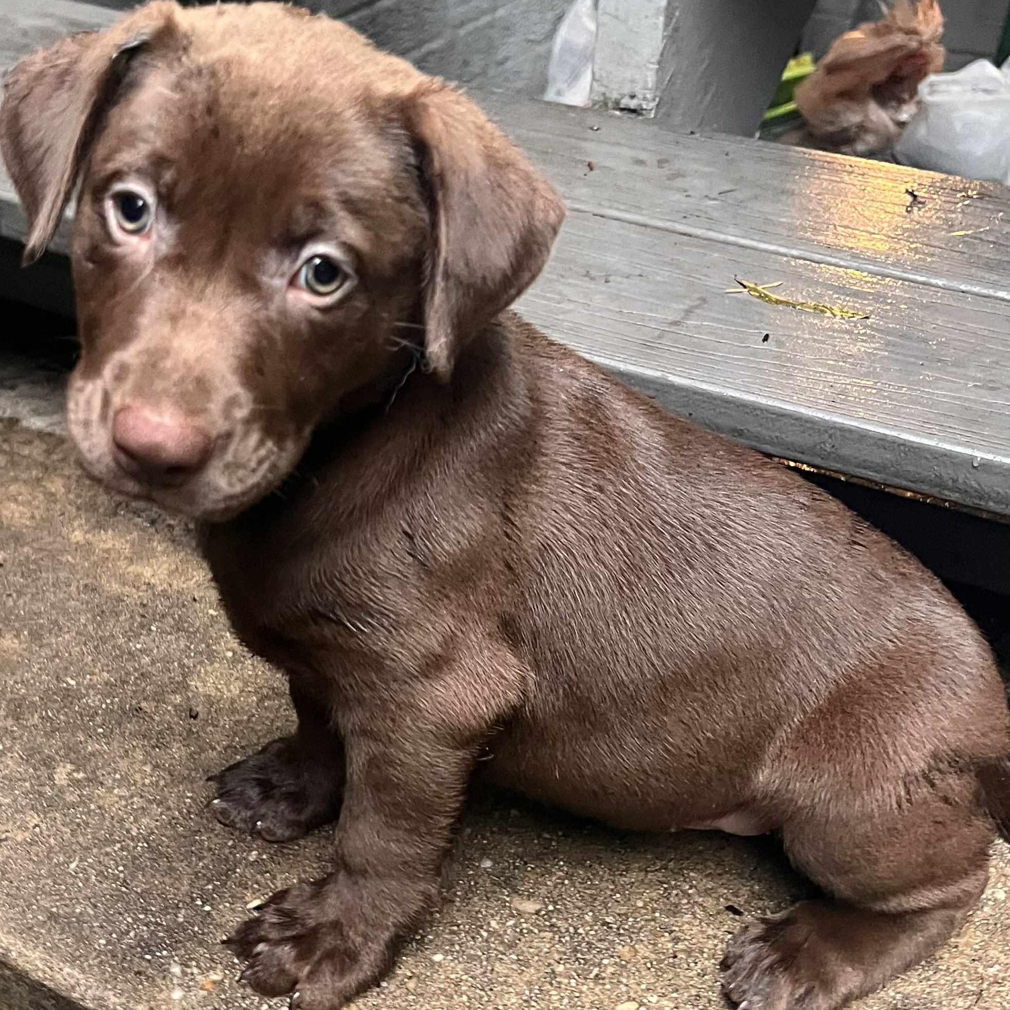 Enlarge Beautiful Brownie, an adopted Chocolate Labrador Retriever in Reston, VA image 3/3