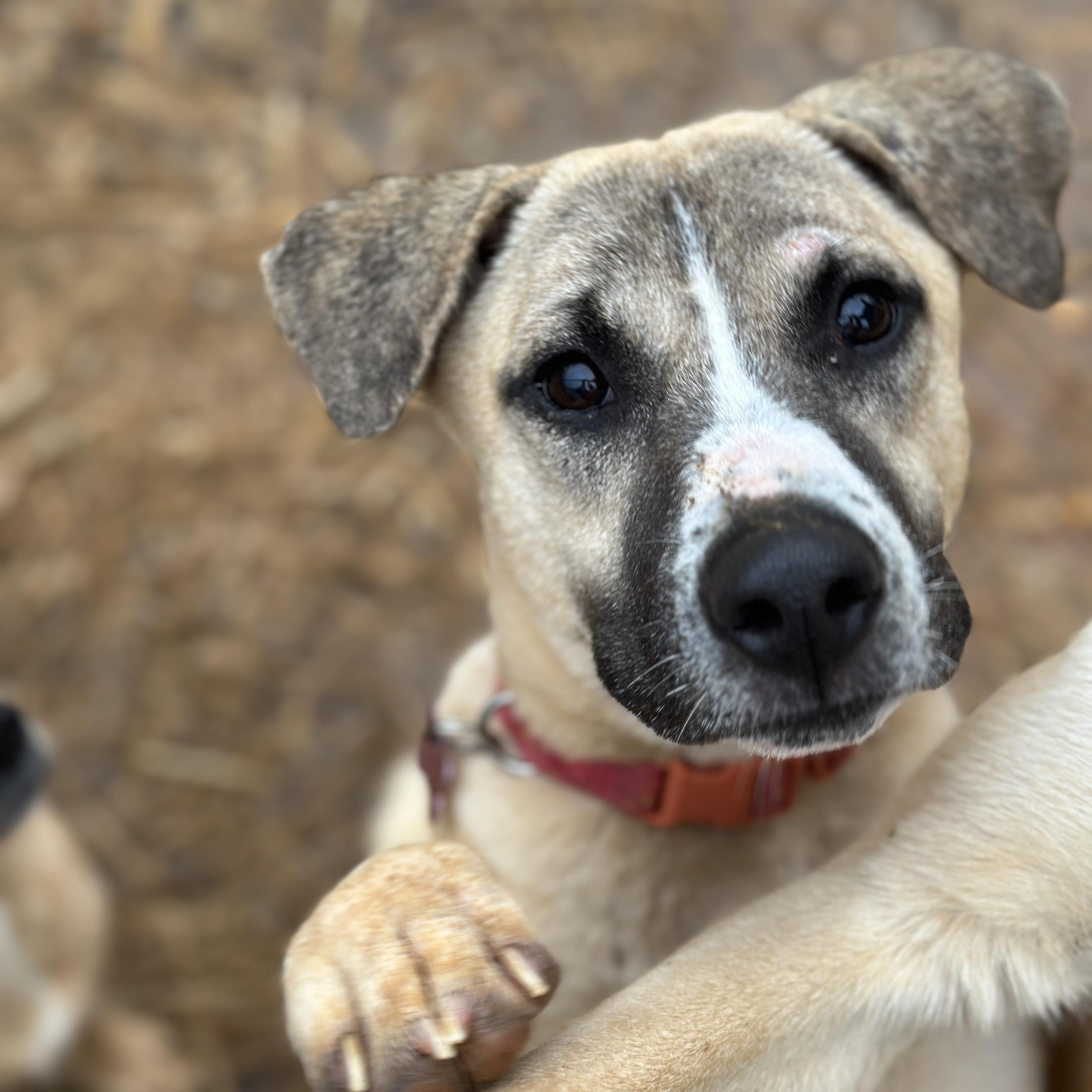 Captain Sniff — thumbnail 6