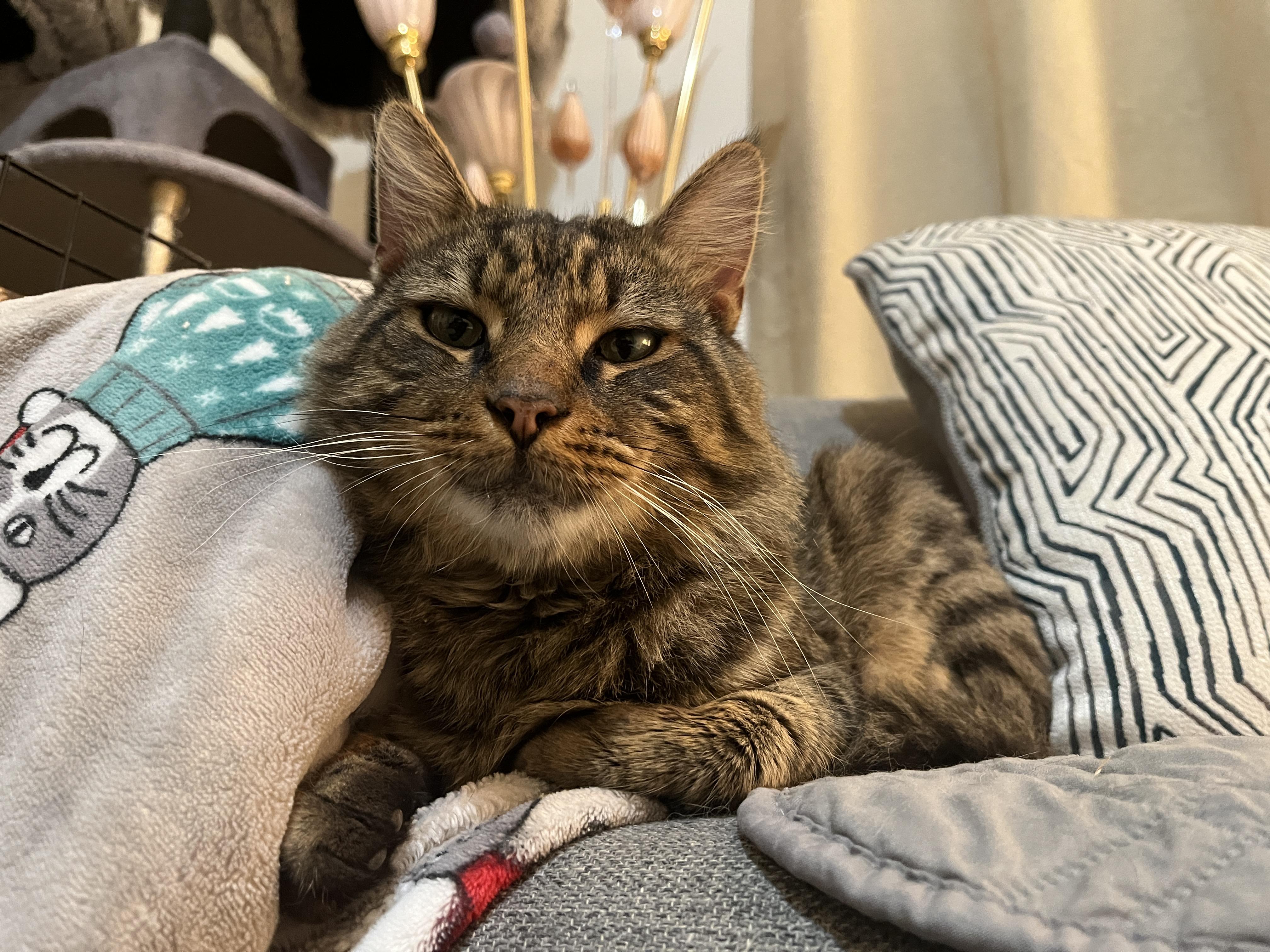 Enlarge Milo, a ADOPTABLE Domestic Medium Hair in Florham Park, NJ image 4/6