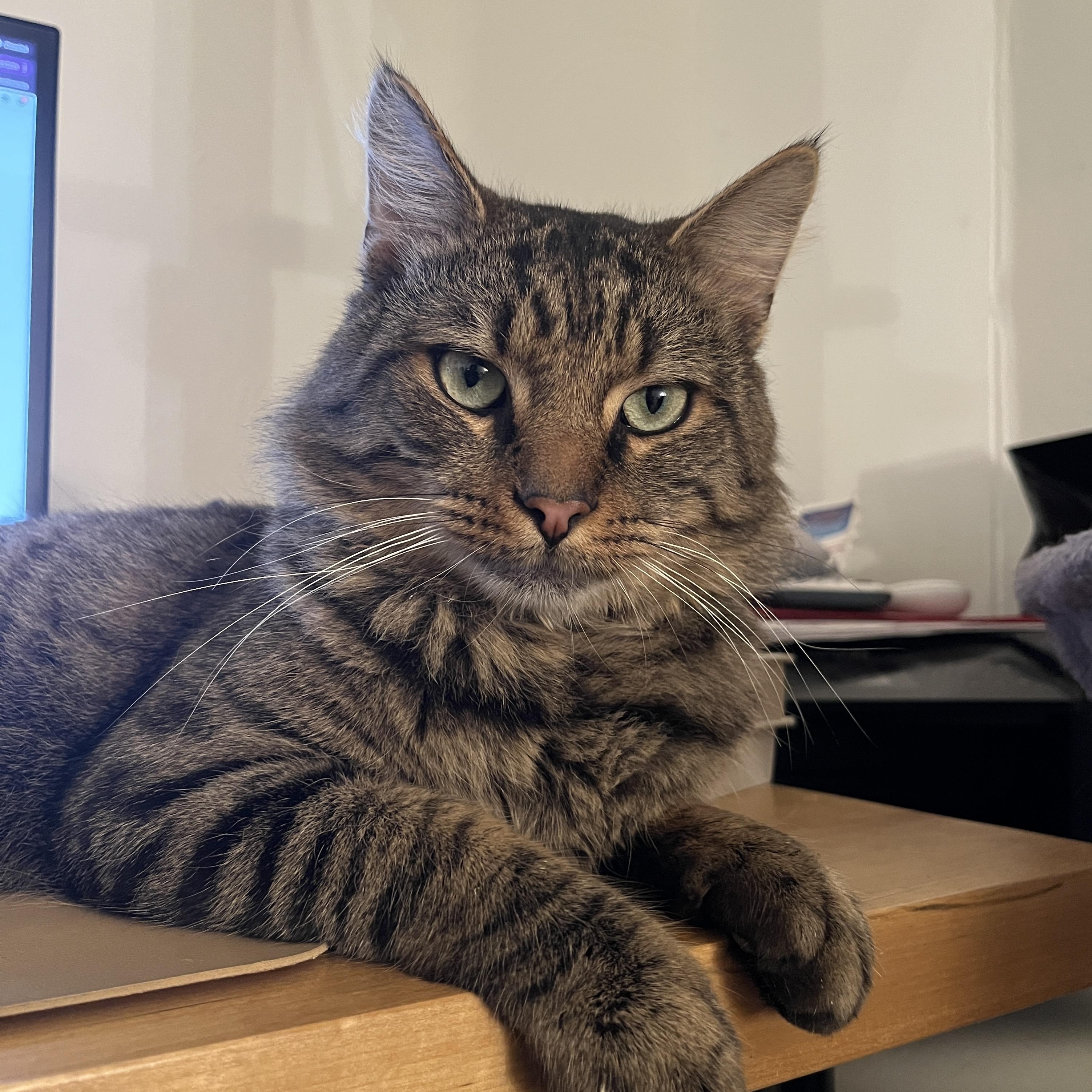 Enlarge Milo, a ADOPTABLE Domestic Medium Hair in Florham Park, NJ image 6/6