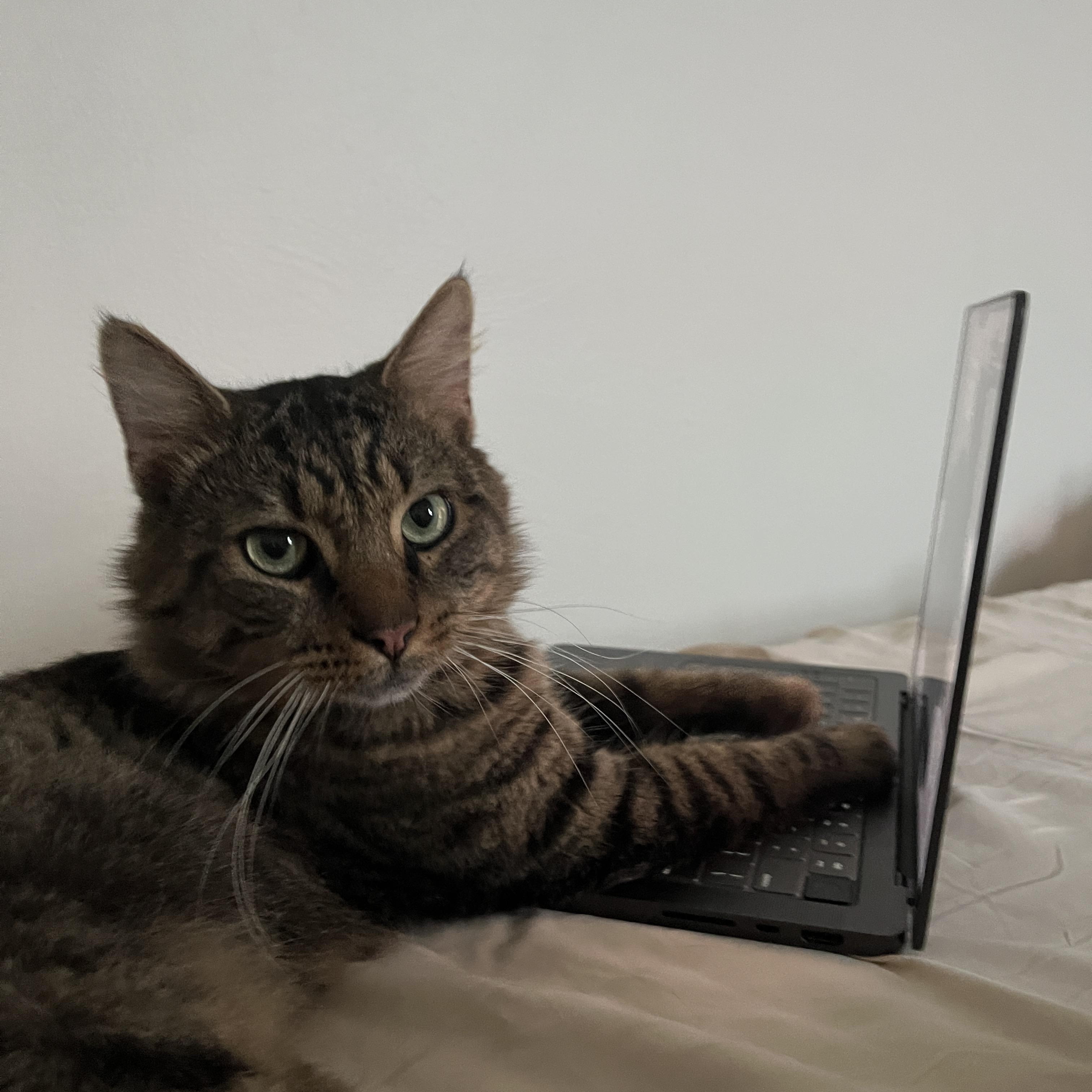 Enlarge Milo, a ADOPTABLE Domestic Medium Hair in Florham Park, NJ image 2/6